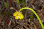 Green pitcherplant